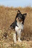 BORDER COLLIE 453